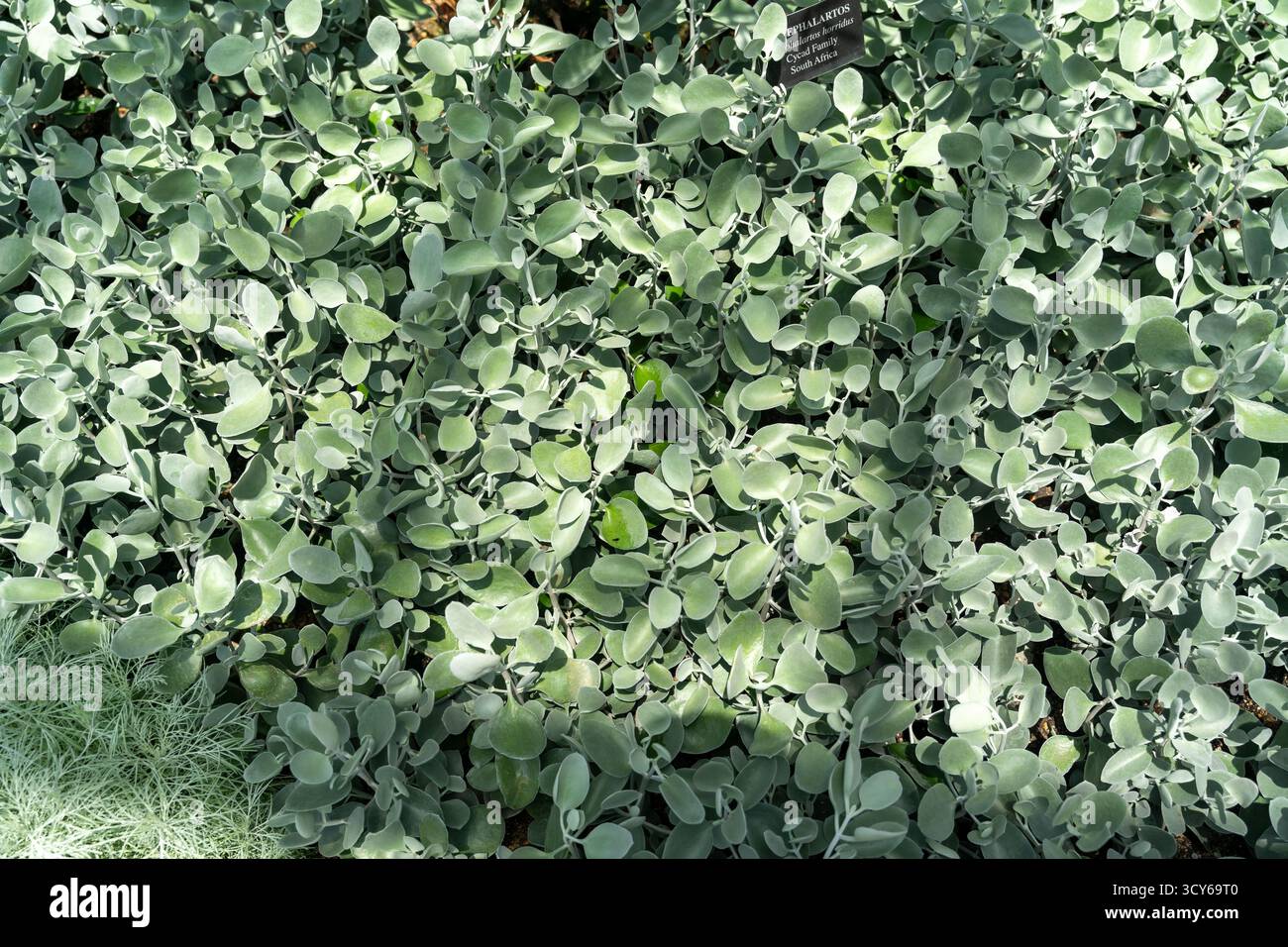 Landscaping ground cover hi-res stock photography and images - Alamy