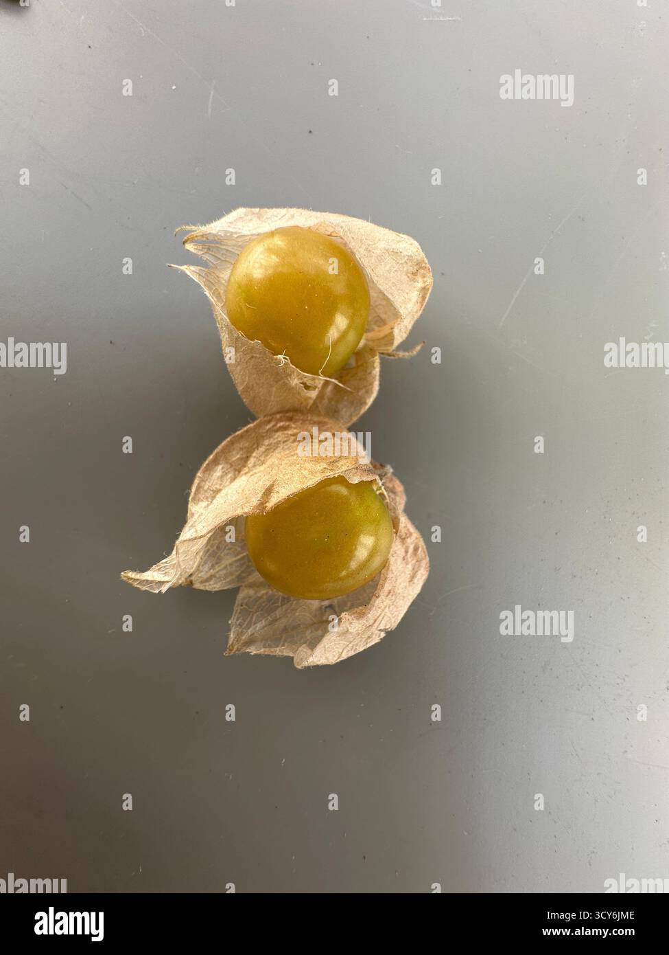 ripe yellow ground cherries from garden in Hudson Valley New York usa - Smartphone Captured Stock Image
