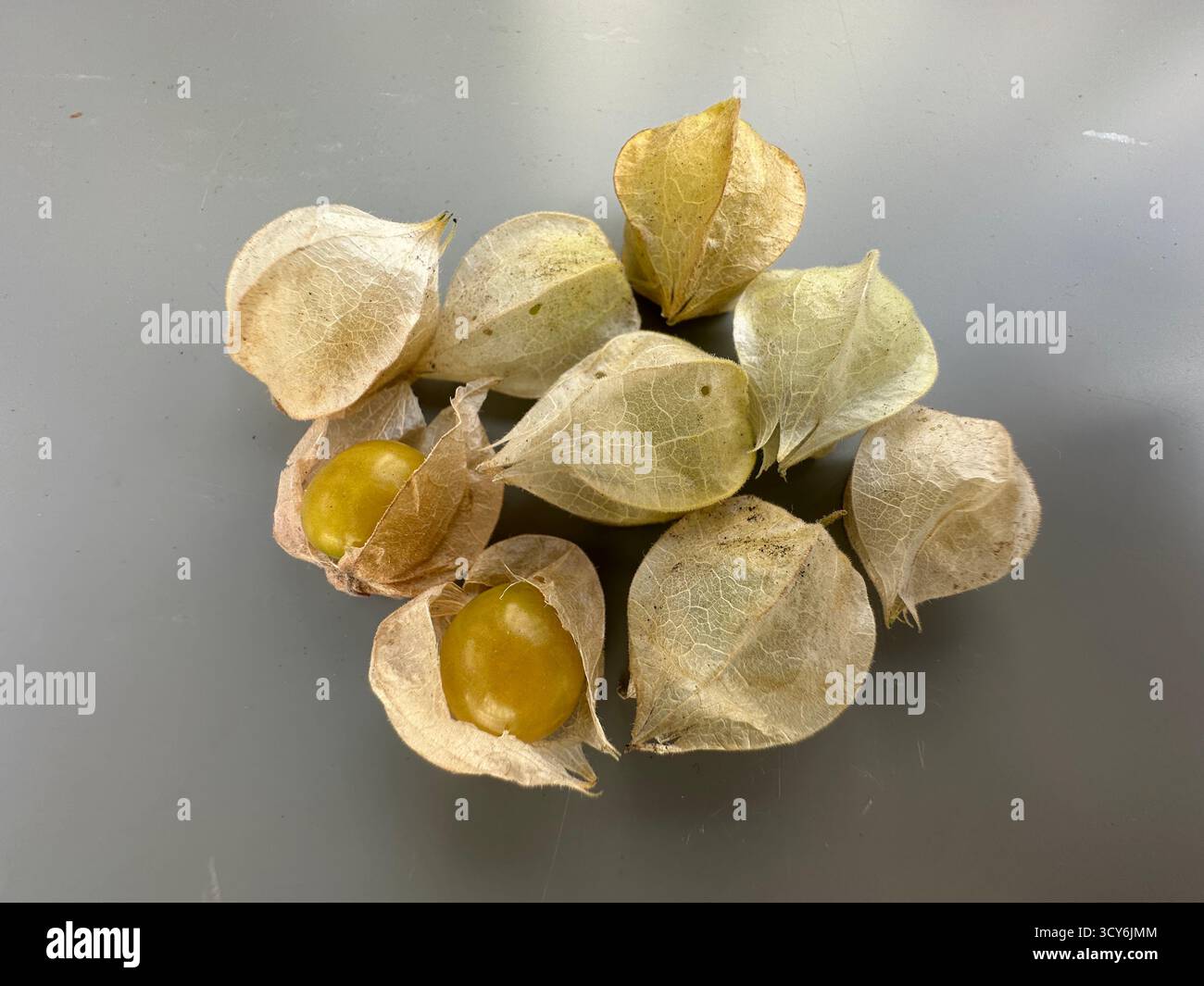 ripe yellow ground cherries from garden in Hudson Valley New York usa - Smartphone Captured Stock Image