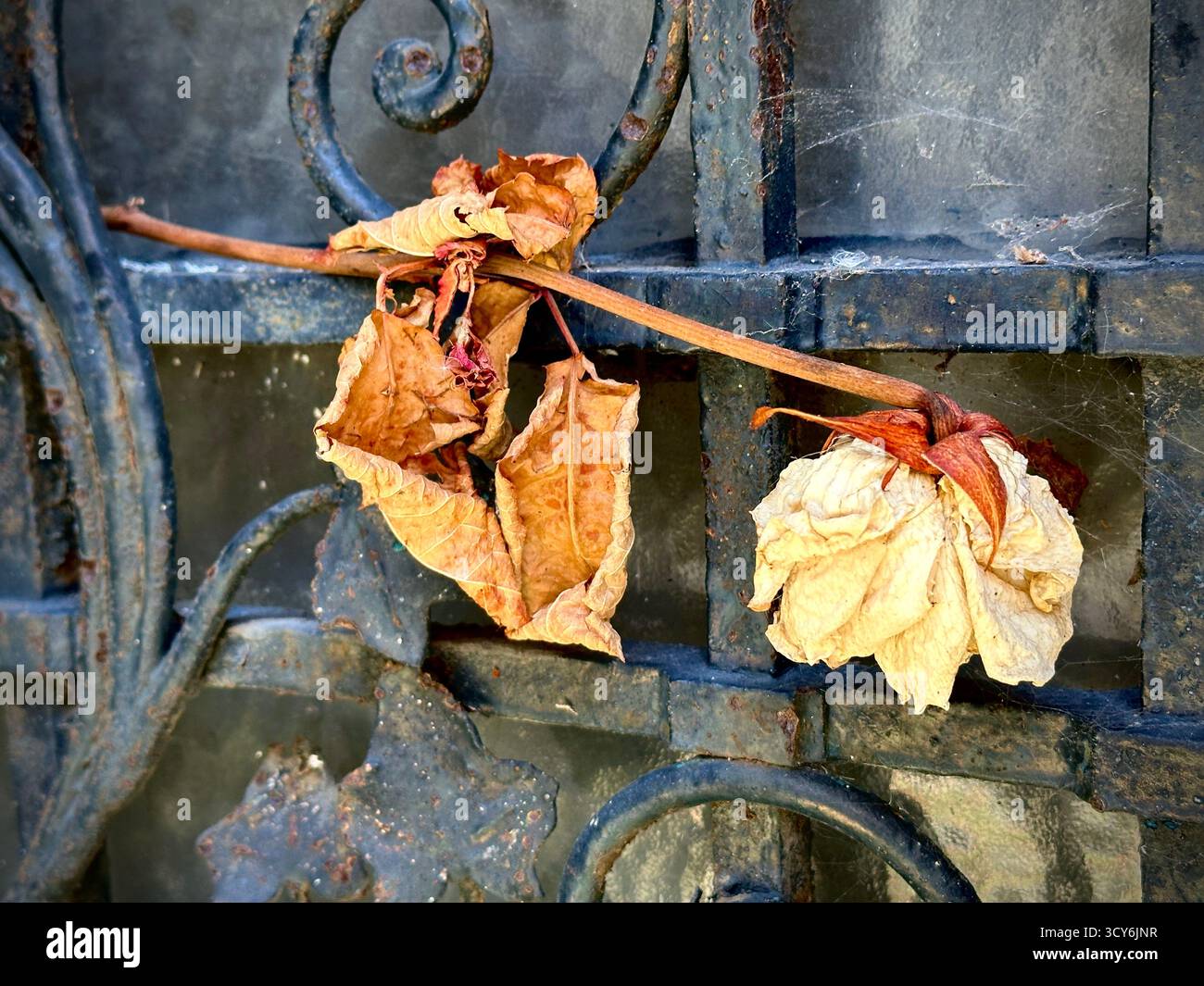 dried rose left on Crypt iron  gate - Smartphone Captured Stock Image