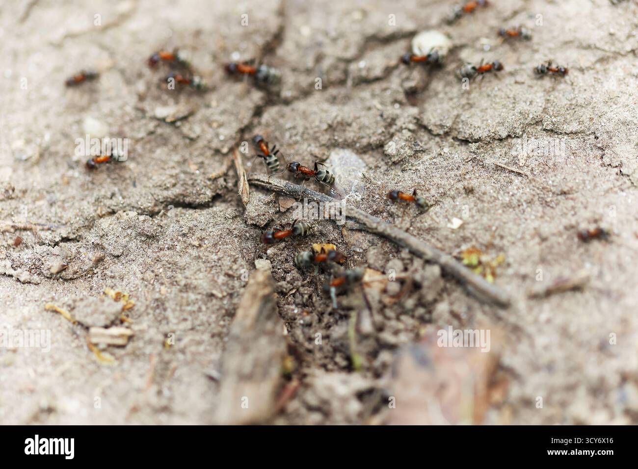Close up on ants hi-res stock photography and images - Alamy
