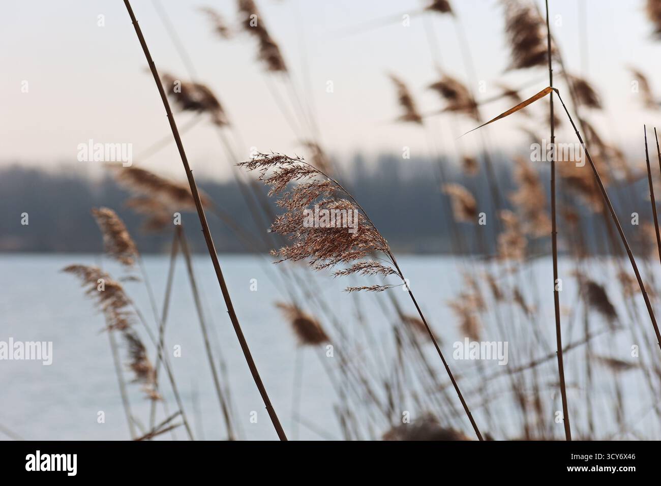 Close-up shot a dry reed at the riverside in soft natural light Stock Photo