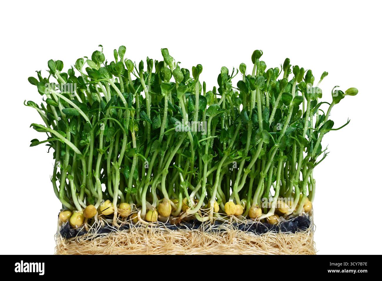 Fresh pea microgreens isolated on white background, sprouted pea shoots. Stock Photo
