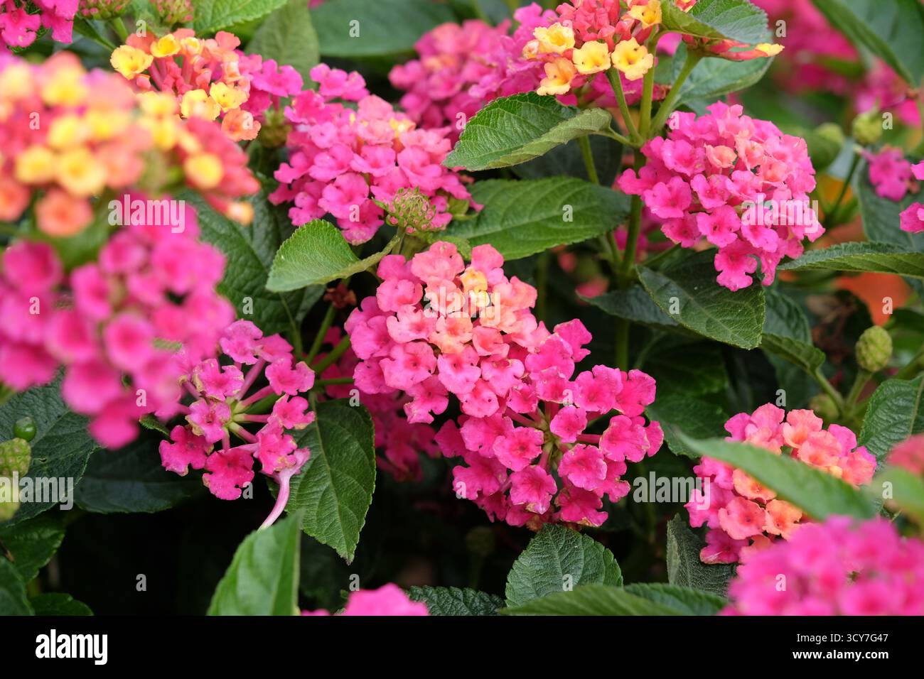 Pink and yellow Lantana camara, also known as wild sage, Gem Diva Pink, in flower. Stock Photo