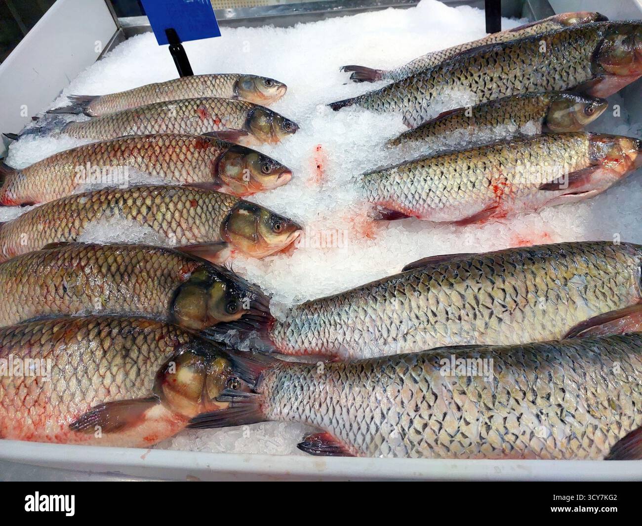 Carp fishing techniques hi-res stock photography and images - Alamy