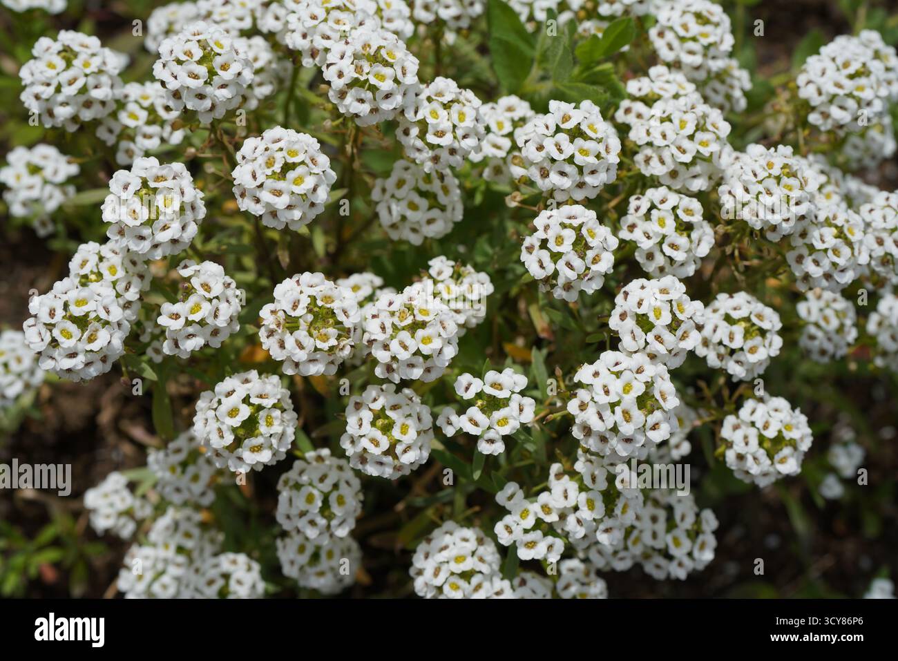 Planta blanca hi-res stock photography and images - Alamy