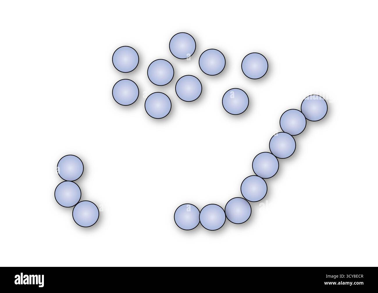 Coccus bacteria Cut Out Stock Images & Pictures - Alamy