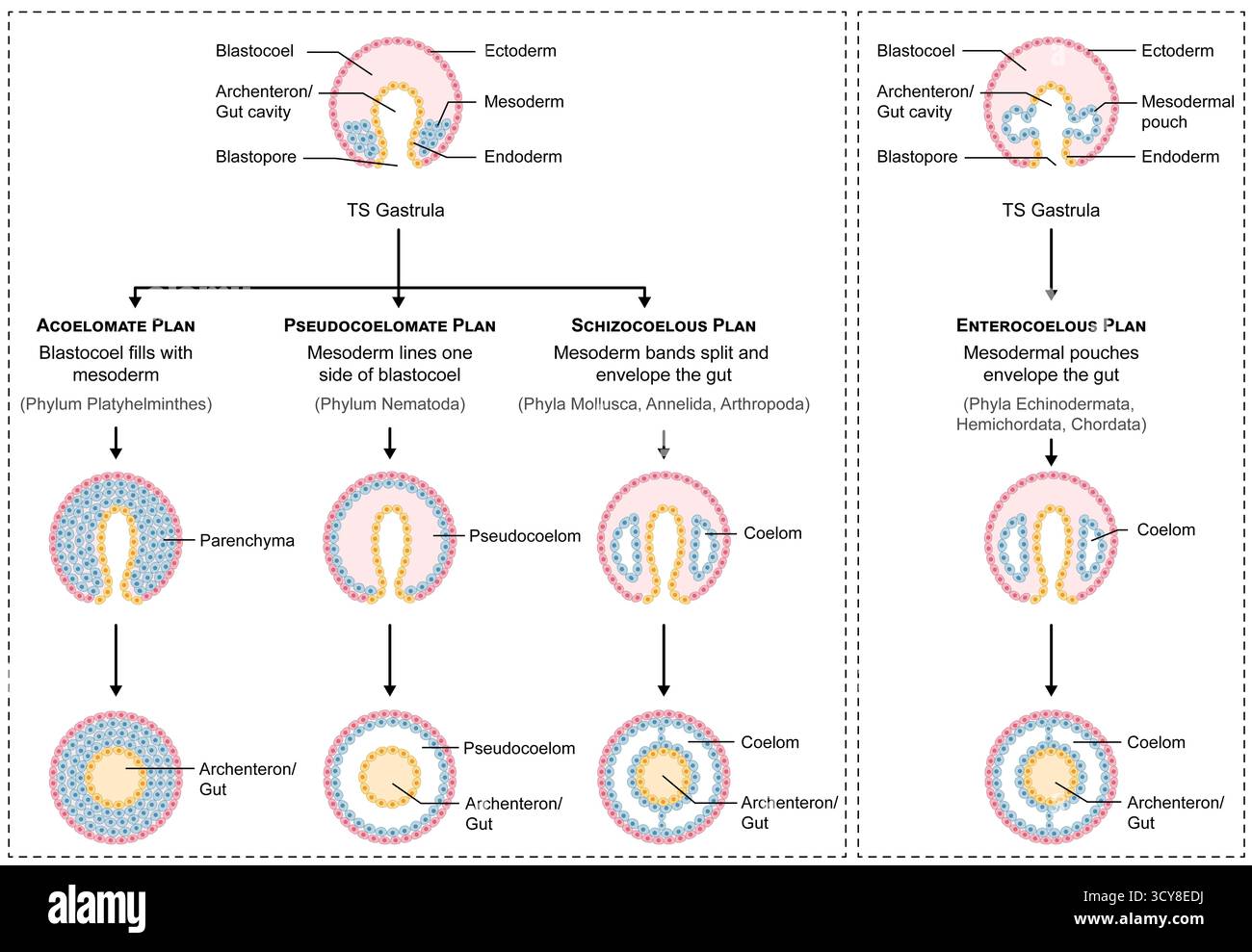 Organisms main body hi-res stock photography and images - Alamy