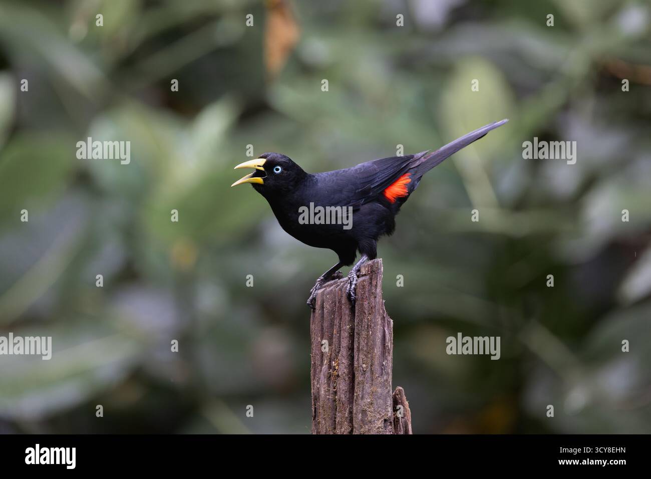 Red rump hi-res stock photography and images - Alamy, image size:1300x956