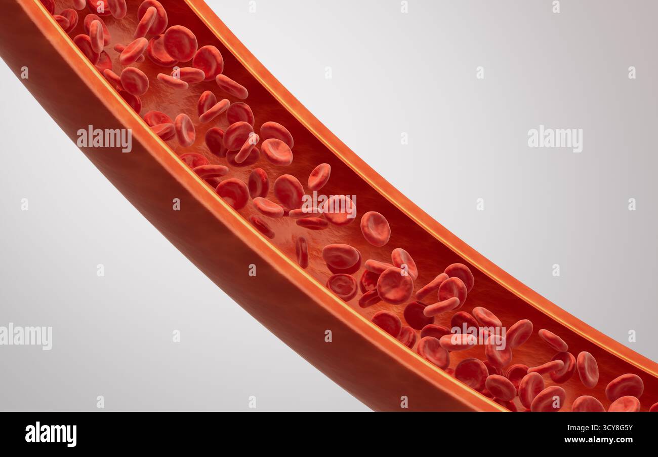 Red blood cells in the blood vessel, 3d rendering. 3D illustration ...