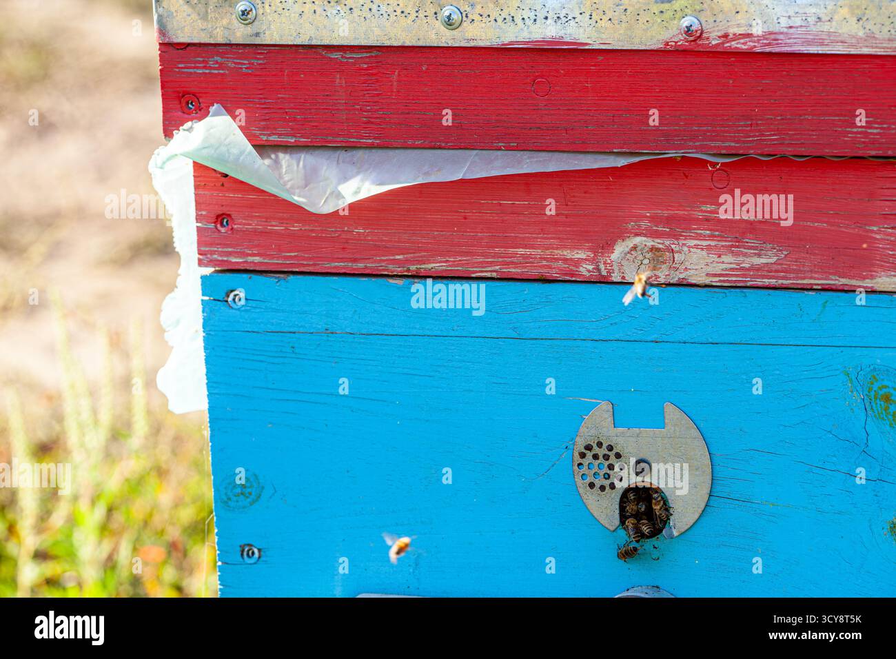 Closeup view vibrant beehive hi-res stock photography and images - Alamy