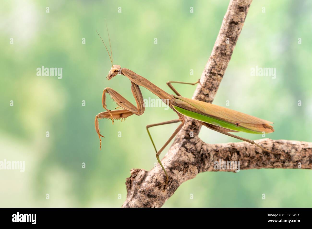 Praying Mantis (Tenodera aridifolia sinensis) on a natural green background Stock Photo