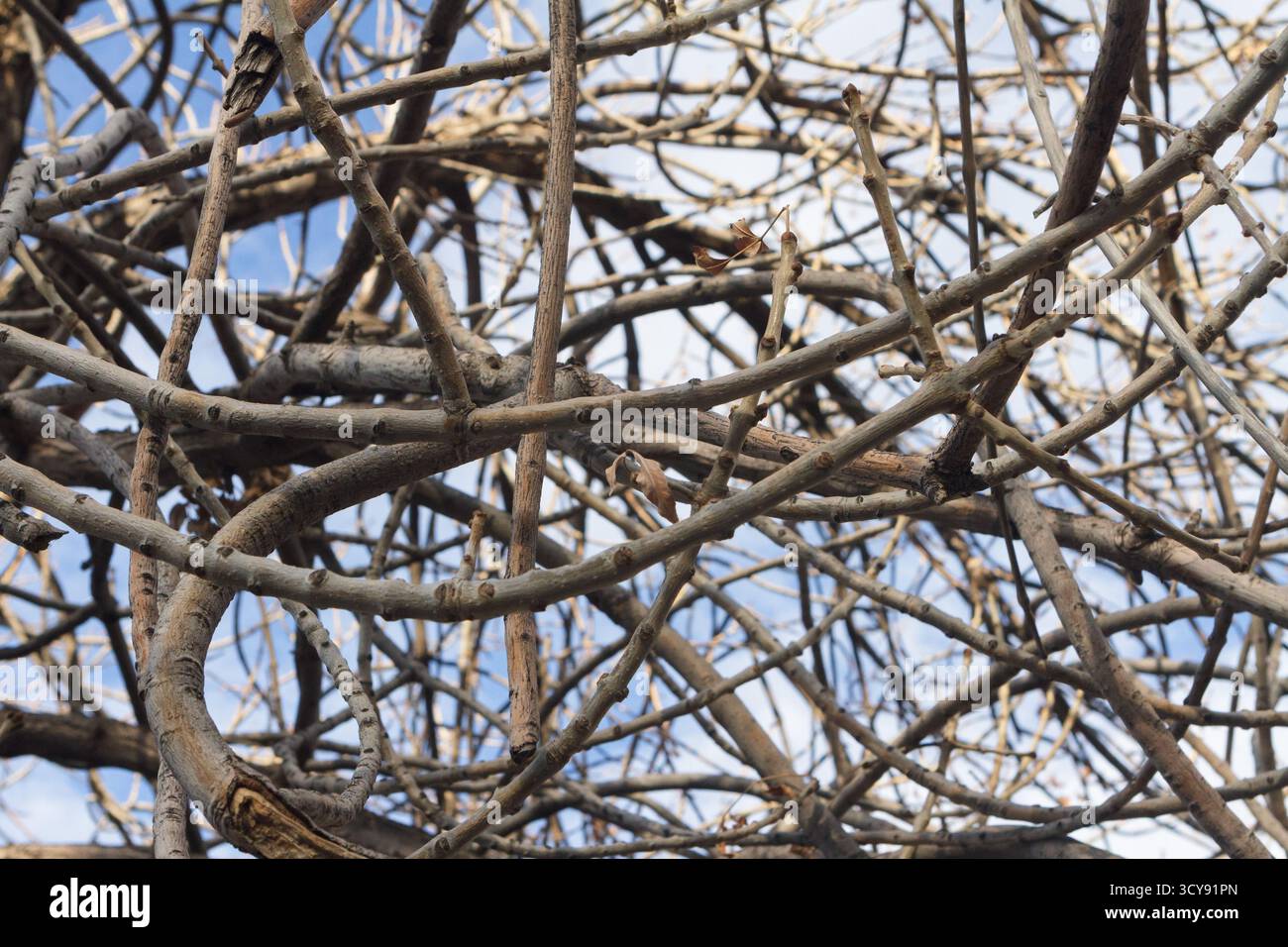 tree branches against blue sky Stock Photo