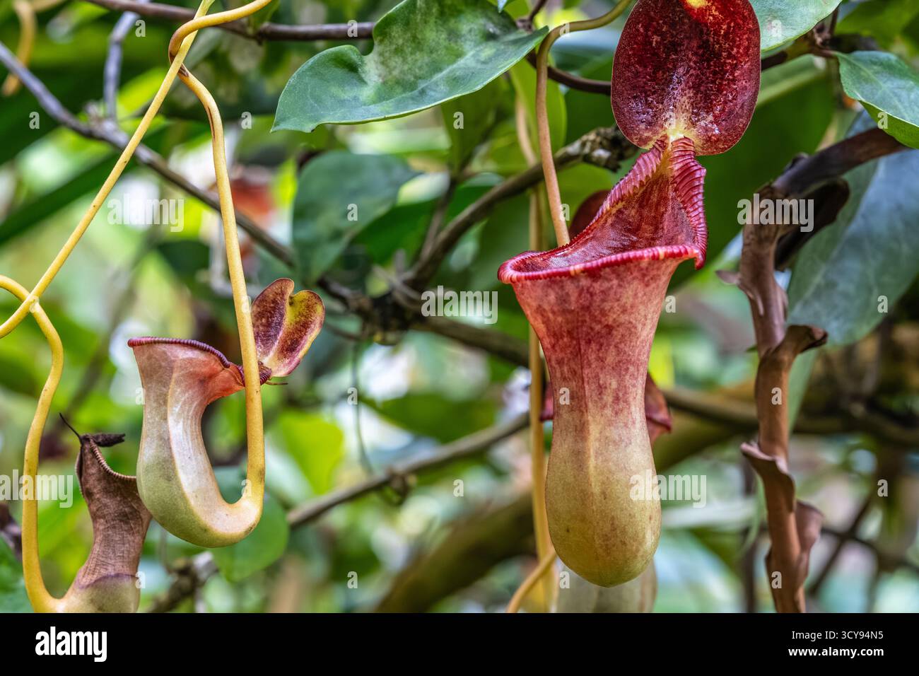 Vining Nepenthes pitcher plants at the Atlanta Botanical Garden in Atlanta, Georgia. (USA) Stock Photo