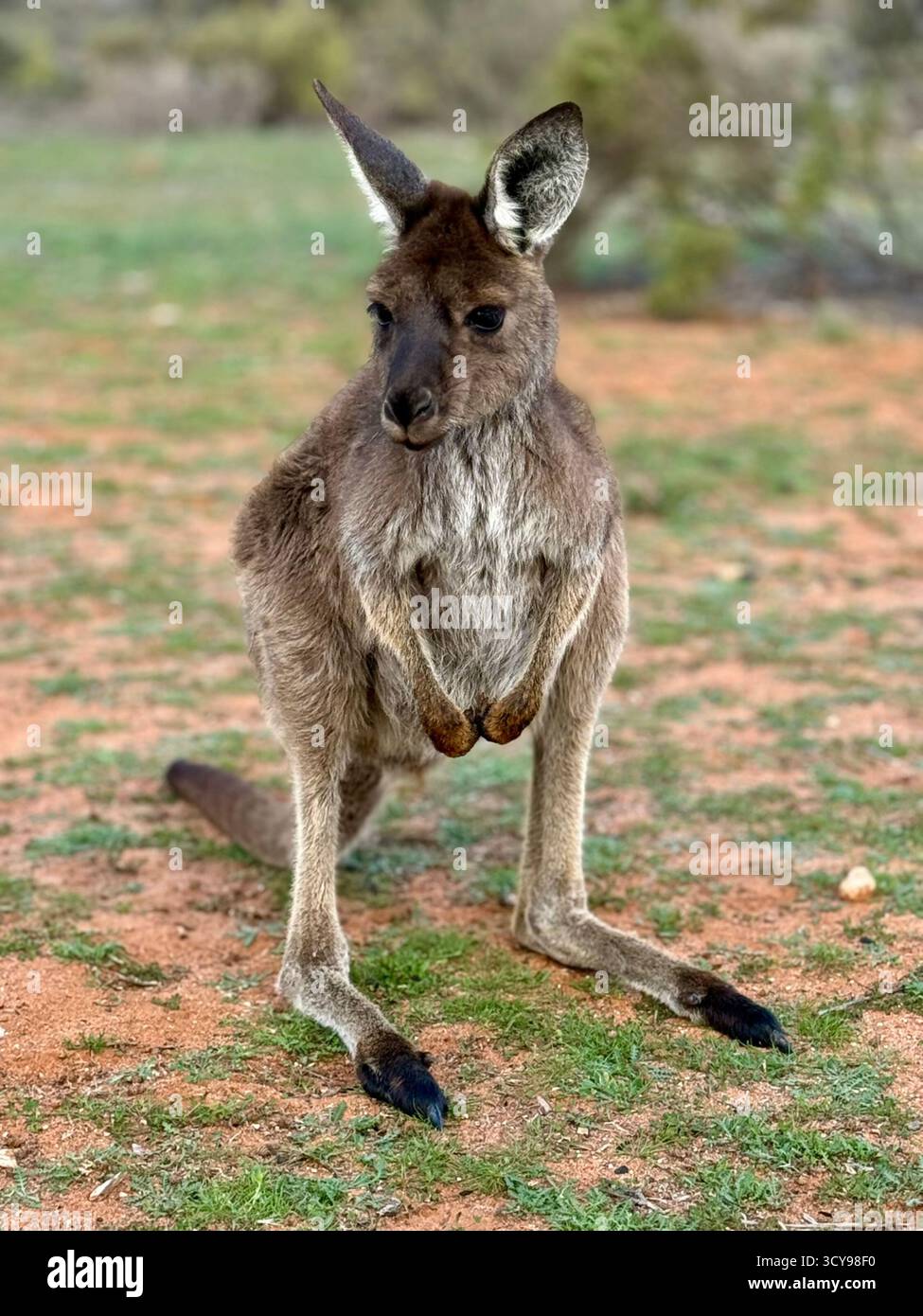 Wild kangaroo standing in the Australian outback, looking alert and calm. Native wildlife scene with natural background and typical dry vegetation. - Smartphone Captured Stock Image