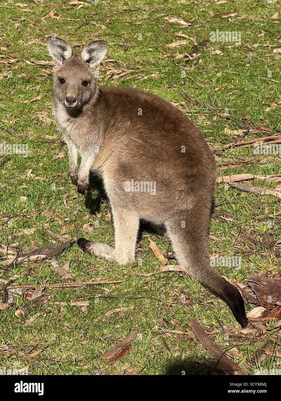 Close-up of a kangaroo standing on green grass in the Australian bush, looking towards the camera under sunlight. - Smartphone Captured Stock Image