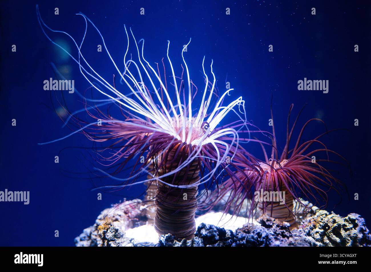Sea Anemone, Predatory Marine Invertebrates, Polyp With Columnar Trunk ...