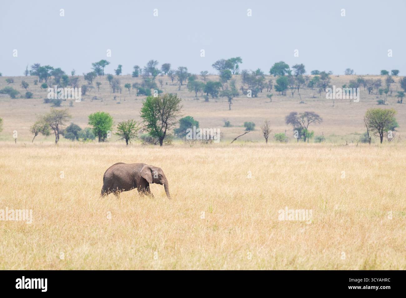 A single Elephant makes it way across the sun beaten landscape of the Serengeti, Tanzania, east Africa Stock Photo