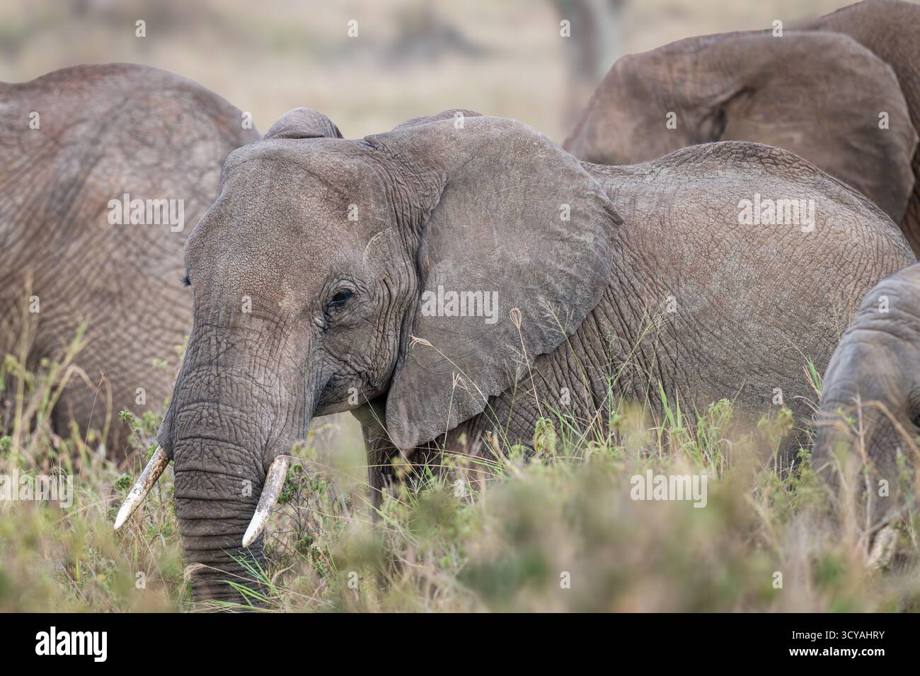Close up portrait of an African Elephant, with ivory tusks, in the Serengeti National Park, Tanzania, Africa Stock Photo