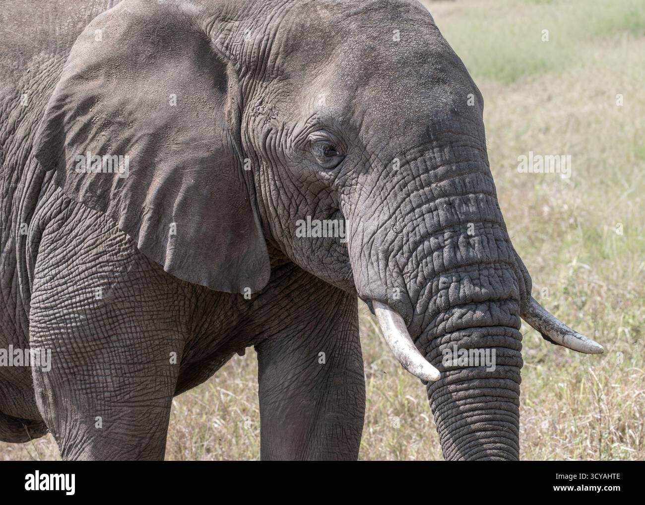 Close up portrait of an African Elephant, with ivory tusks, in the Serengeti National Park, Tanzania, Africa Stock Photo