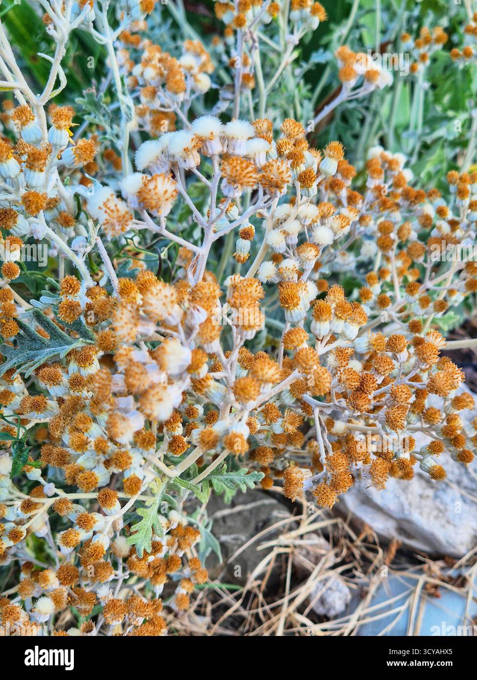 beautiful botanical shot, natural wallpaper. dusty miller. dried flowers. close-up small dried flowers of orange-brown color - Smartphone Captured Stock Image