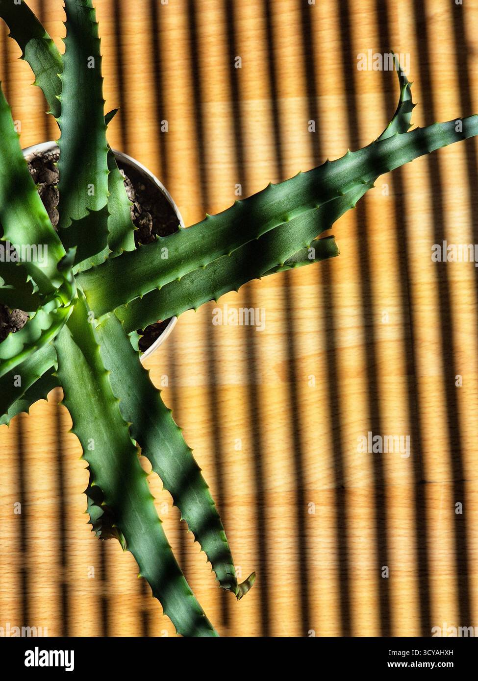 aloe vera leaves. close-up of green plant in pot. vertical stripes shadow falls on plant - Smartphone Captured Stock Image