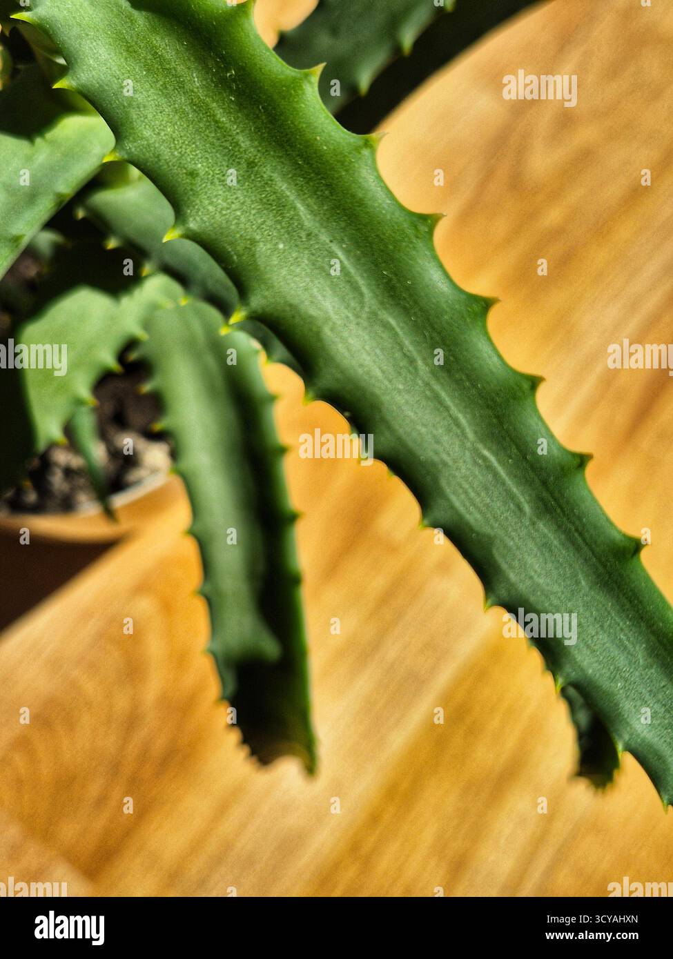green aloe vera leaves close up. indoor plant - Smartphone Captured Stock Image