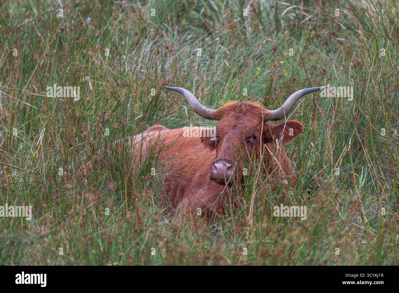 Majestic highland cow long horns hi-res stock photography and images ...