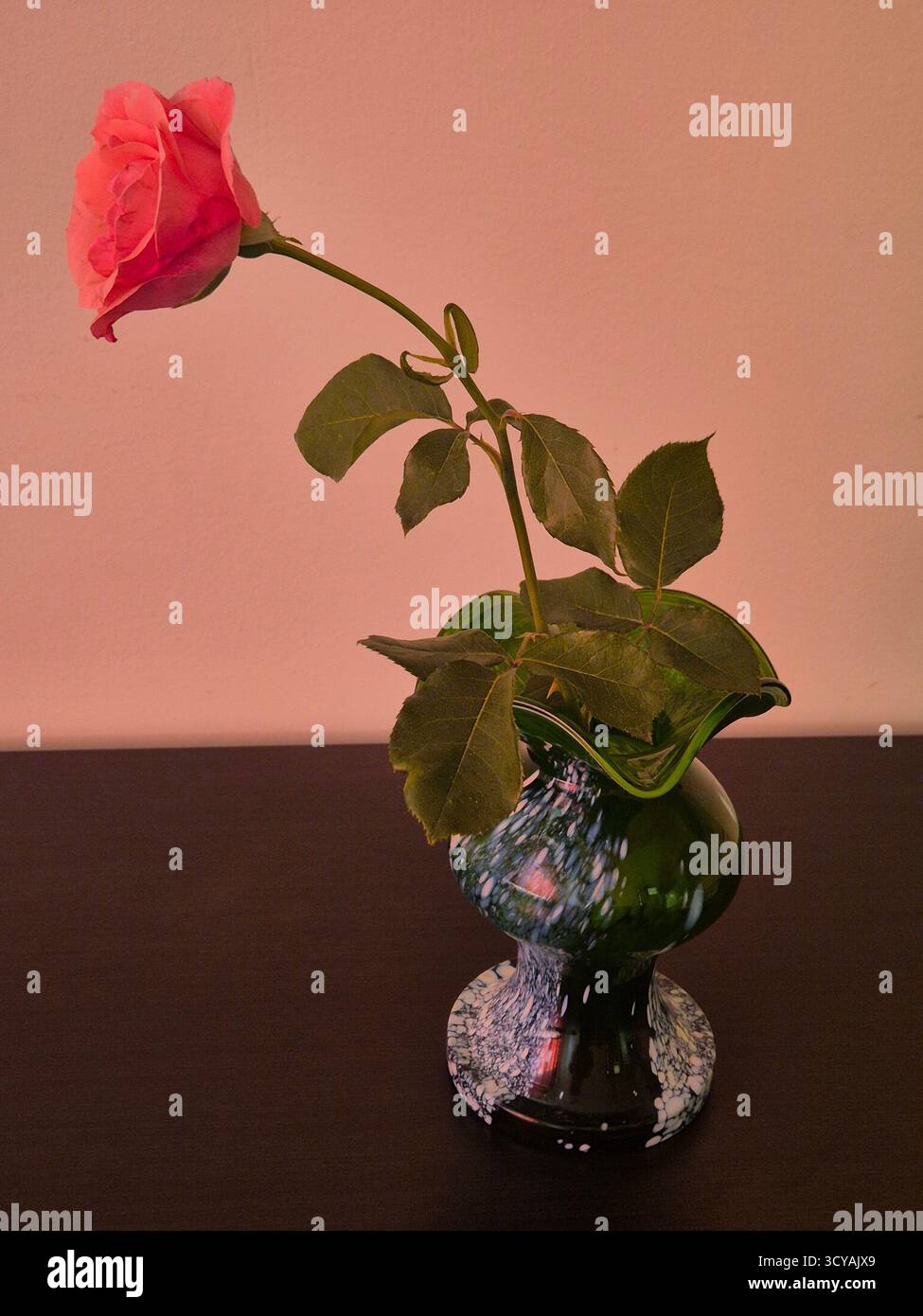pink rose in a glass vase - Smartphone Captured Stock Image