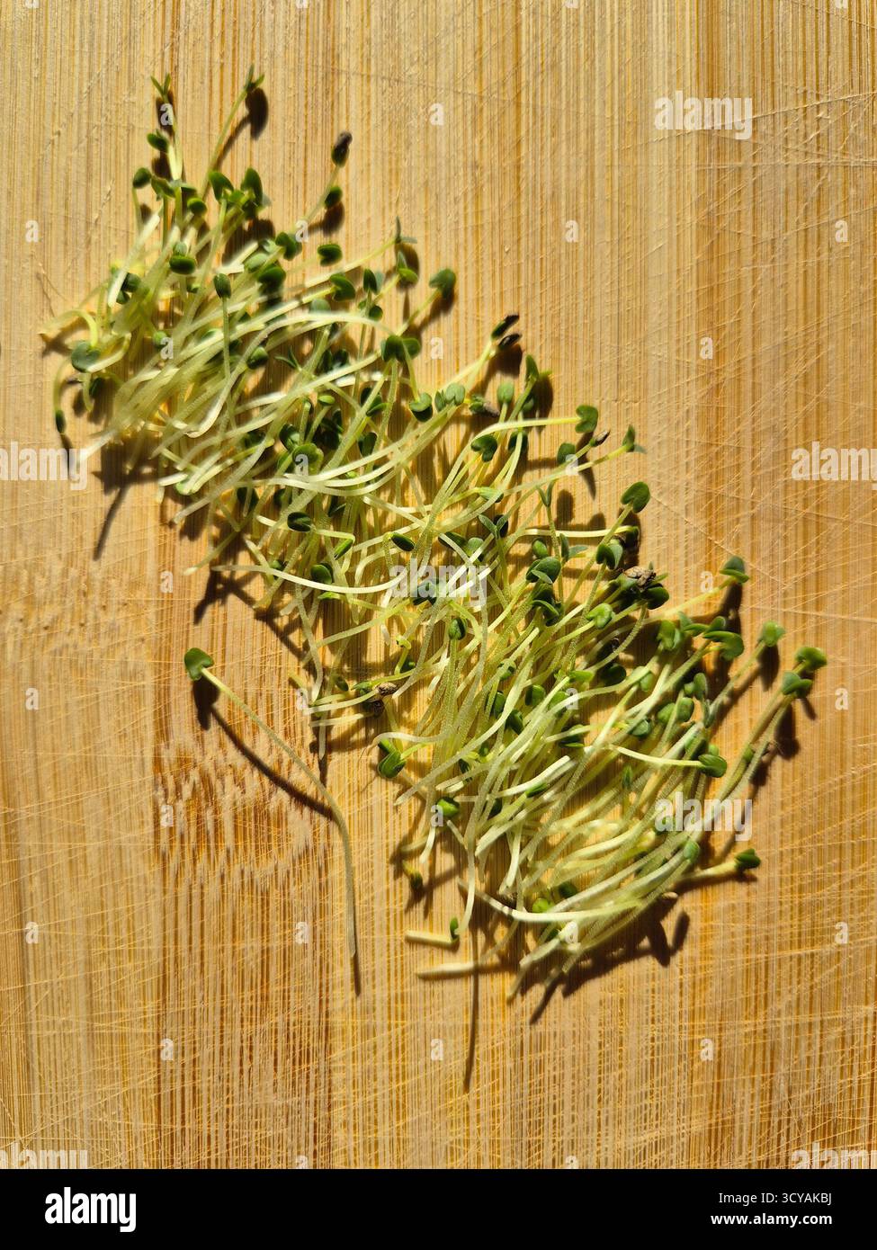 top view of bunch of fresh sprouted chia seeds. green sprouts.  microgreens. - Smartphone Captured Stock Image