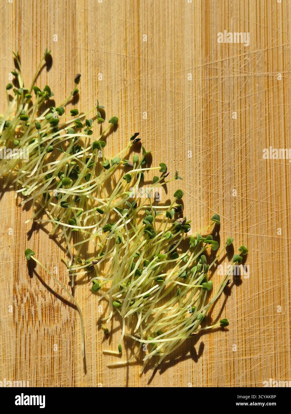 top view of bunch of fresh sprouted chia seeds. green sprouts.  microgreens. - Smartphone Captured Stock Image