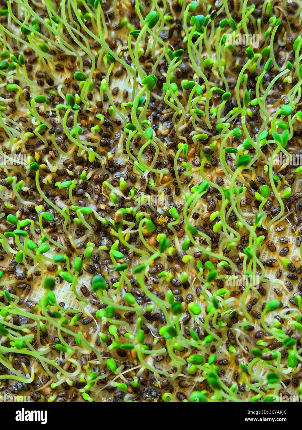 sprouted chia seeds. sprouted greens. microgreens - Smartphone Captured Stock Image