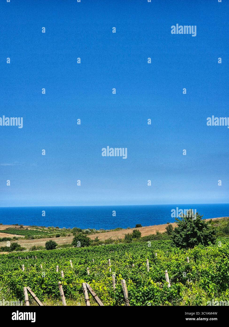 Emerald green vineyards, fields, blue sea and boundless sky. The idyll of the southern coast - Smartphone Captured Stock Image
