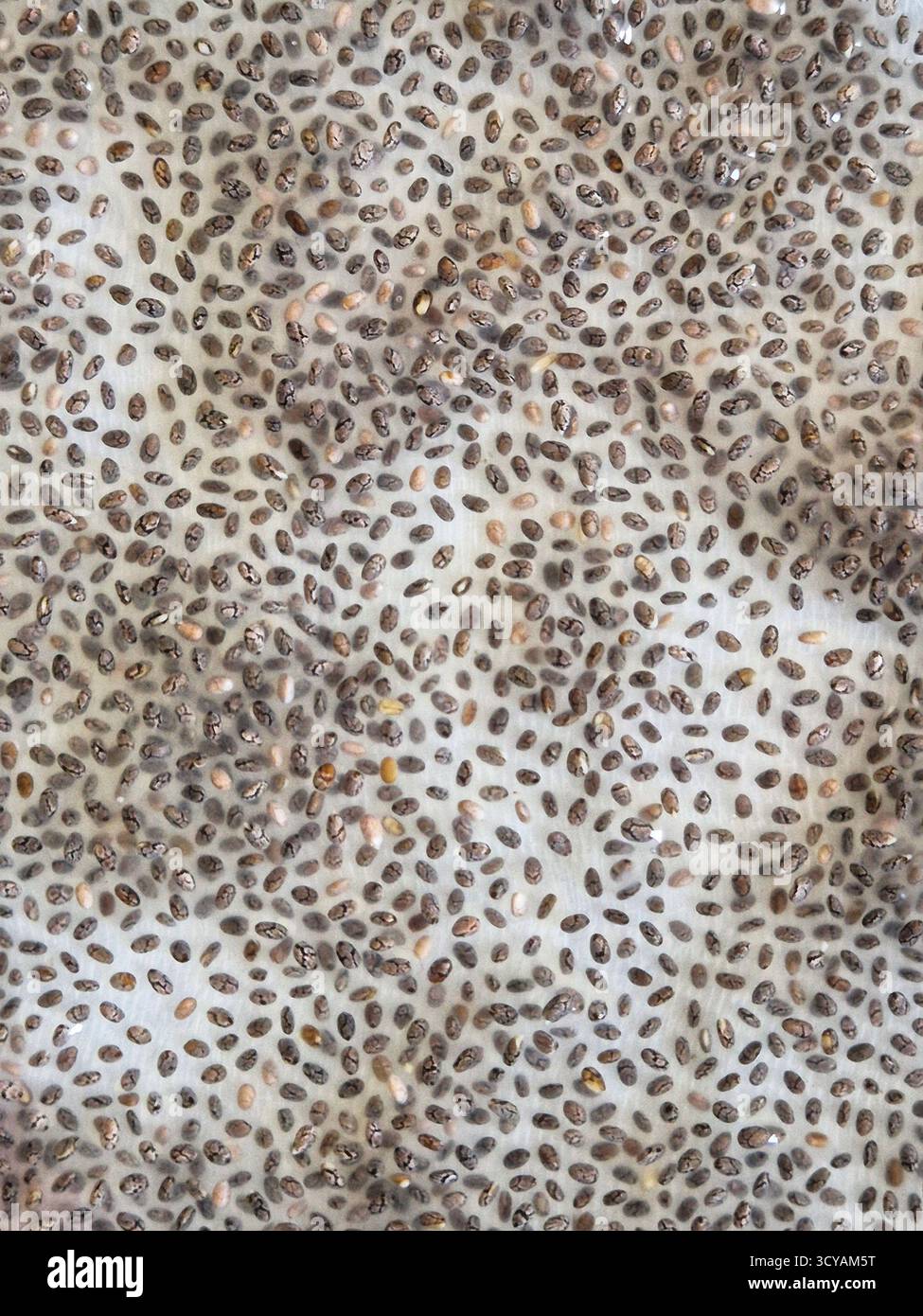 Chia seeds that have swelled after contact with water. The process of sprouting chia seeds. - Smartphone Captured Stock Image