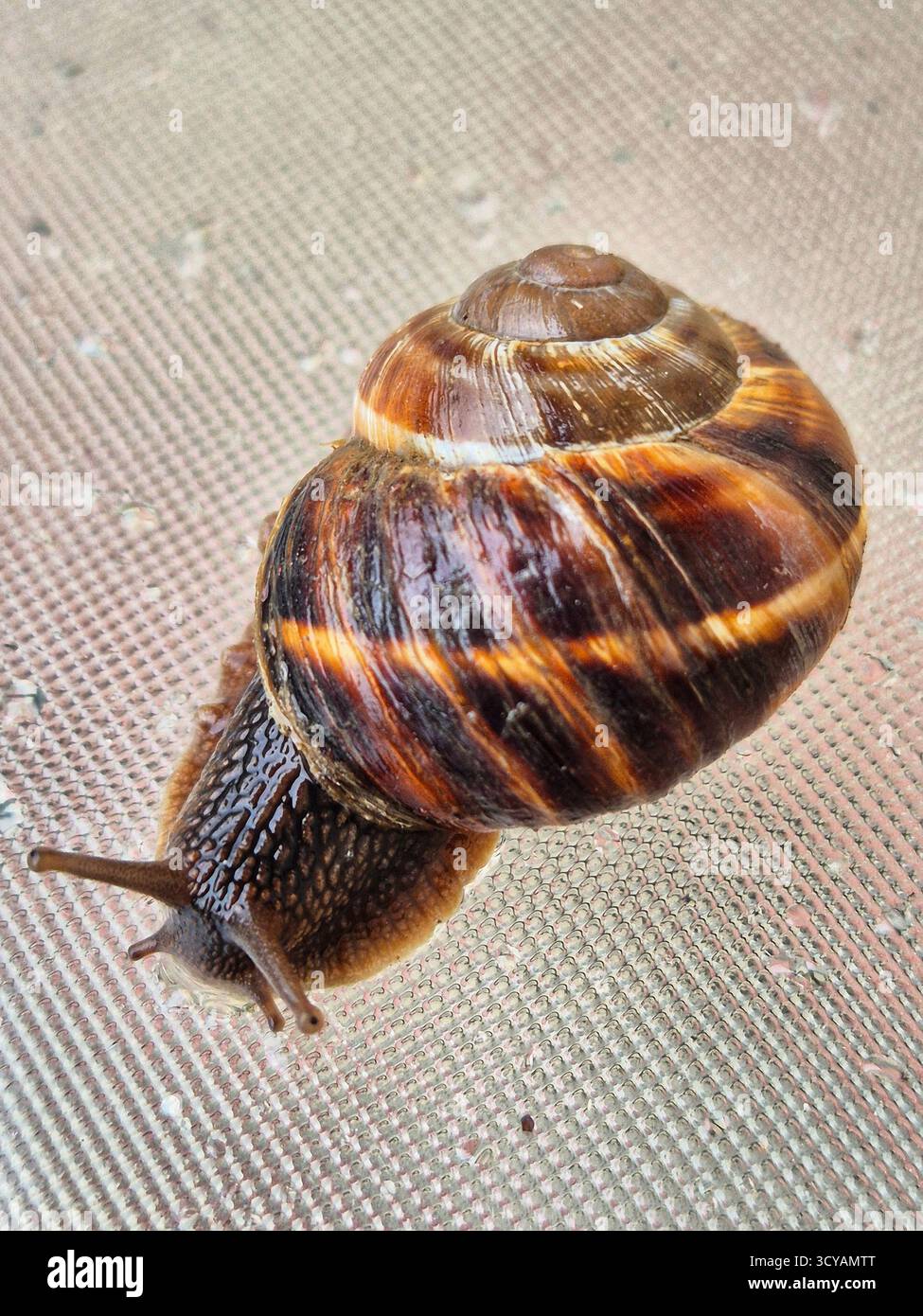 crawling snail close-up - Smartphone Captured Stock Image