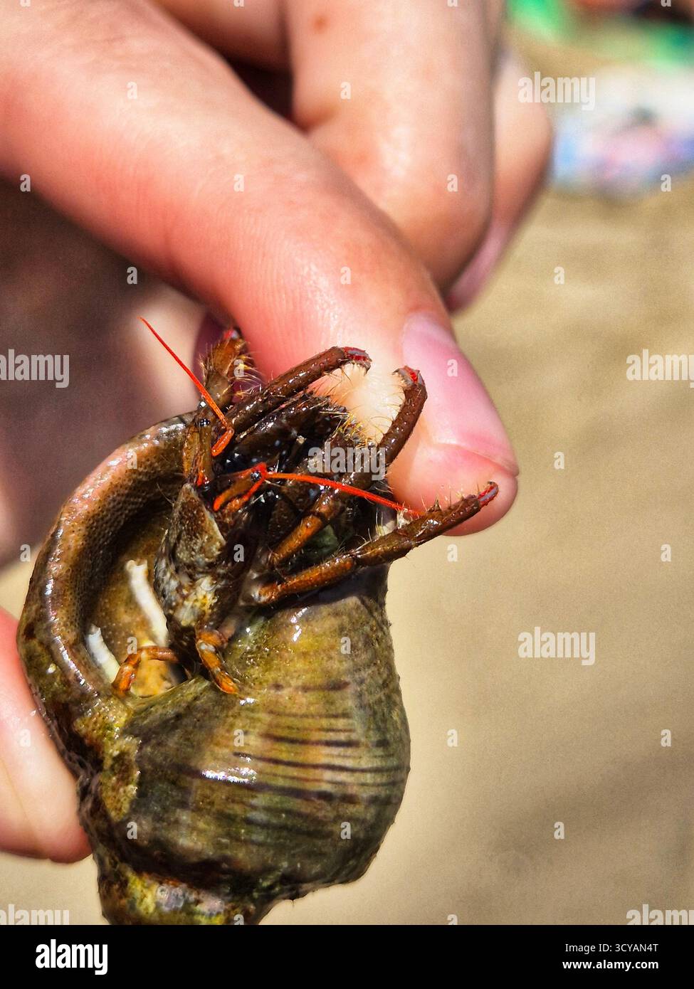 Close-up of a hand holding a hermit crab. The crab takes up residence in the empty shell. Paguroidea - Smartphone Captured Stock Image