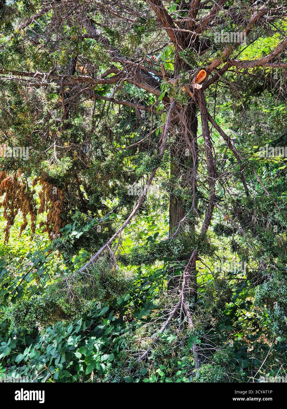 ecology. caring for the environment. broken tree in the park. - Smartphone Captured Stock Image