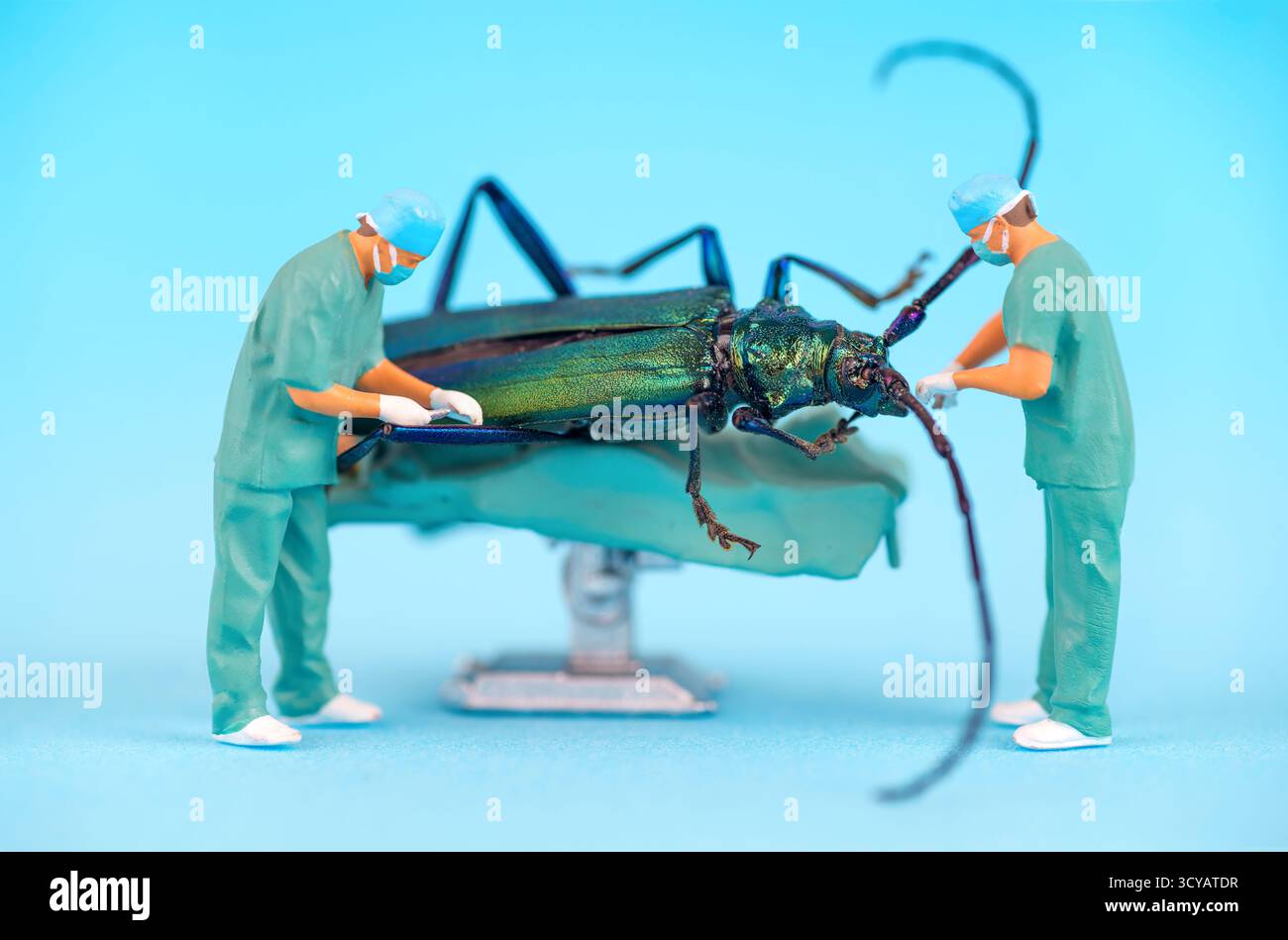 Insect dissection detail hi-res stock photography and images - Alamy