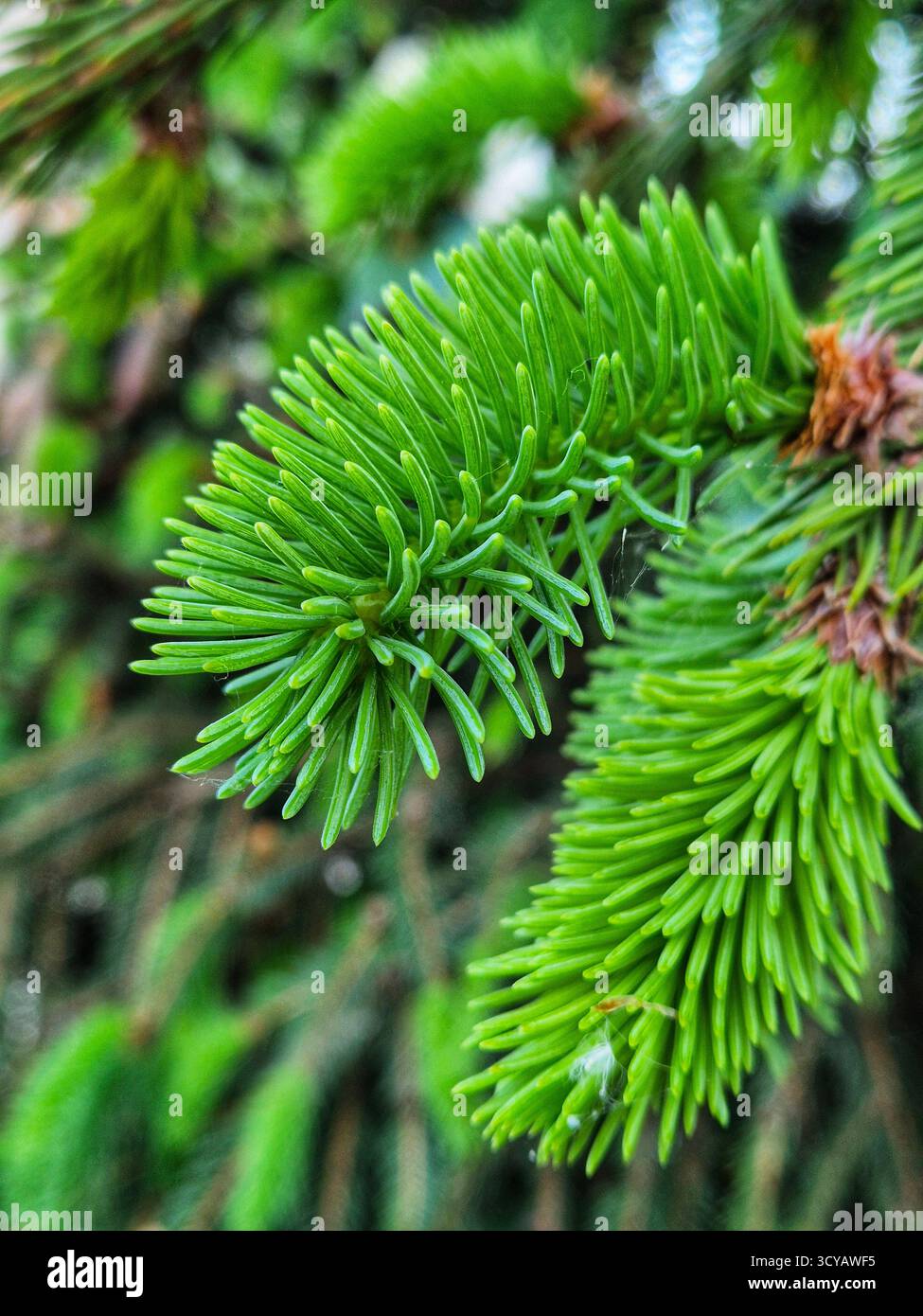 bright green fir tree branches close-up. spring time - Smartphone Captured Stock Image