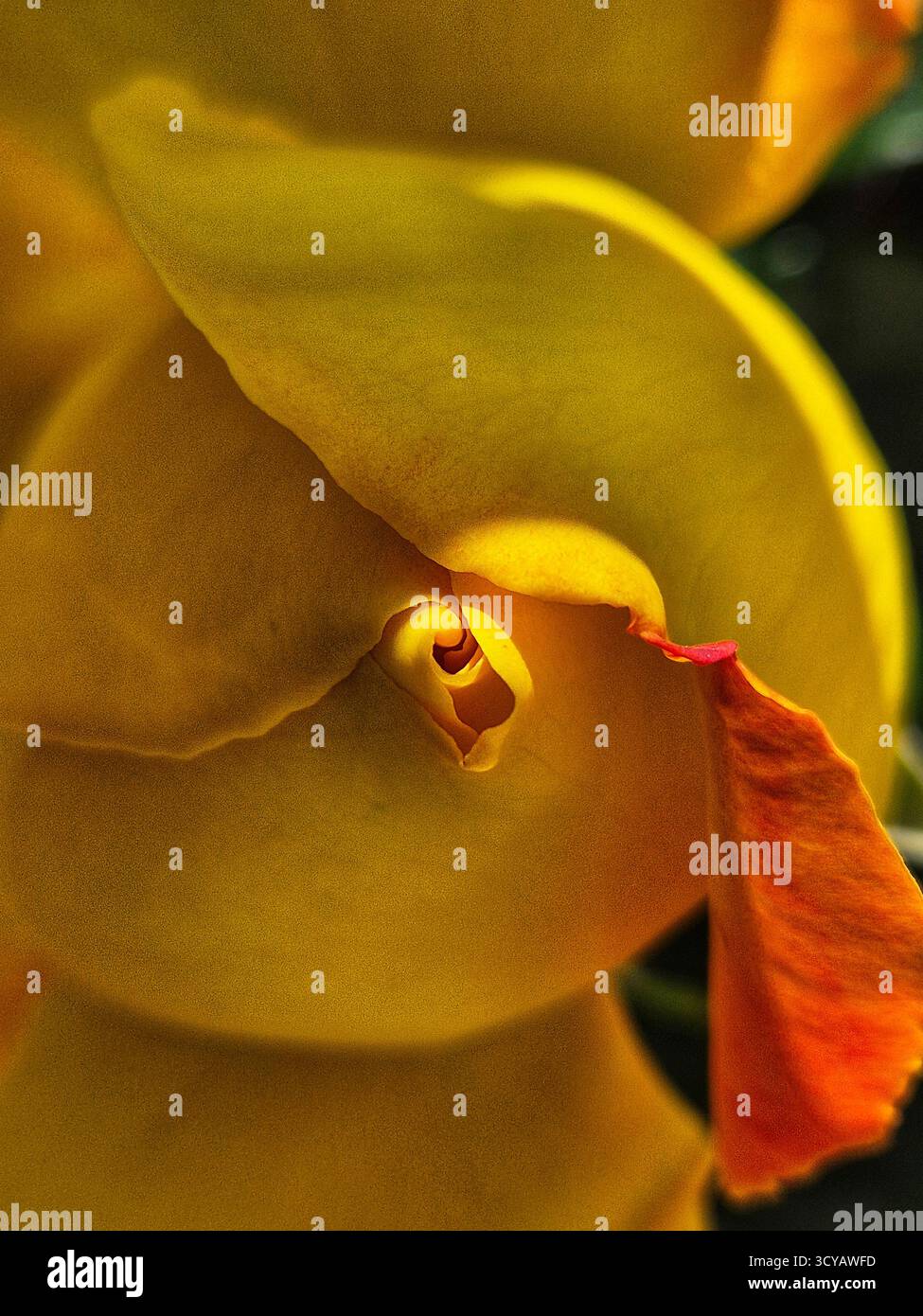 Unusually Unusually shaped petals hi-res stock photography and images - Alamy