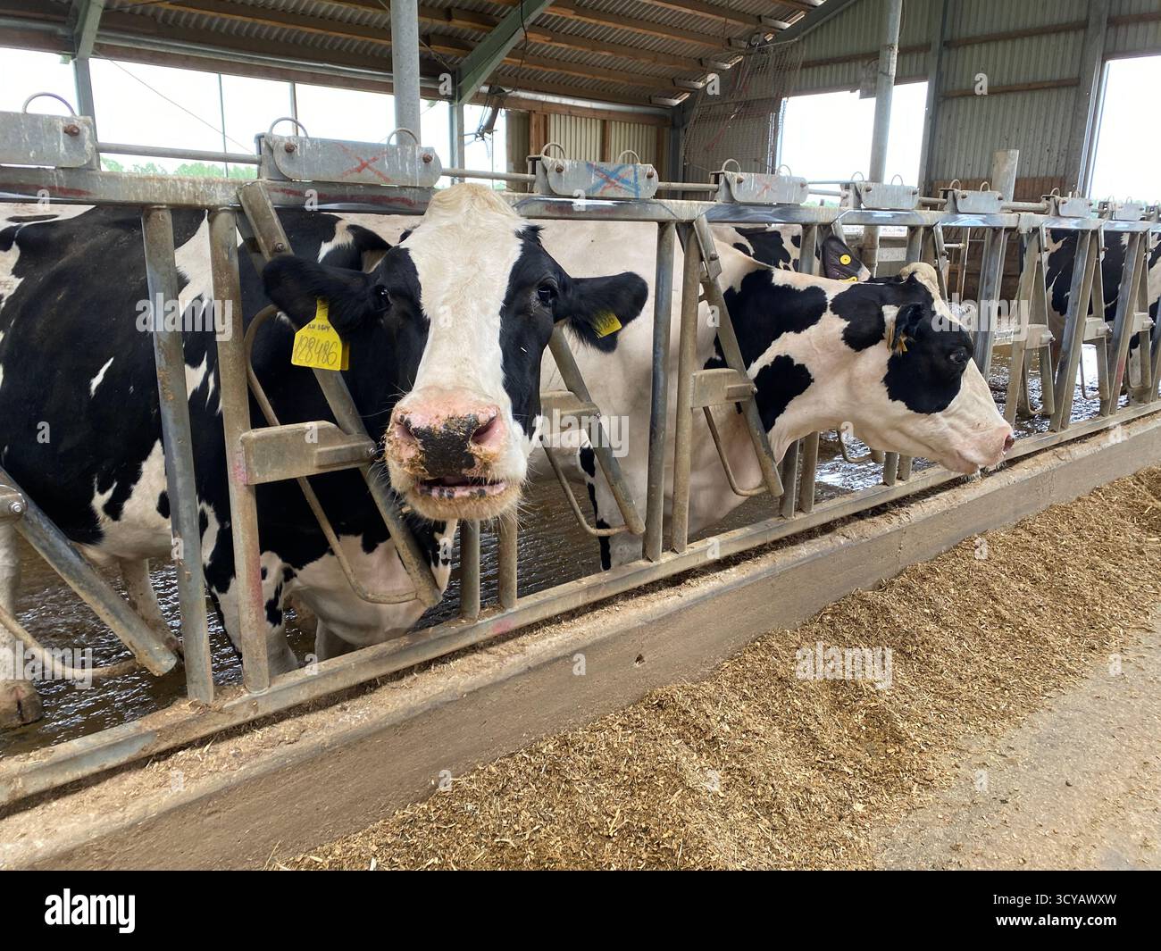 Black and white cows are in a stall on a dairy farm - Smartphone Captured Stock Image