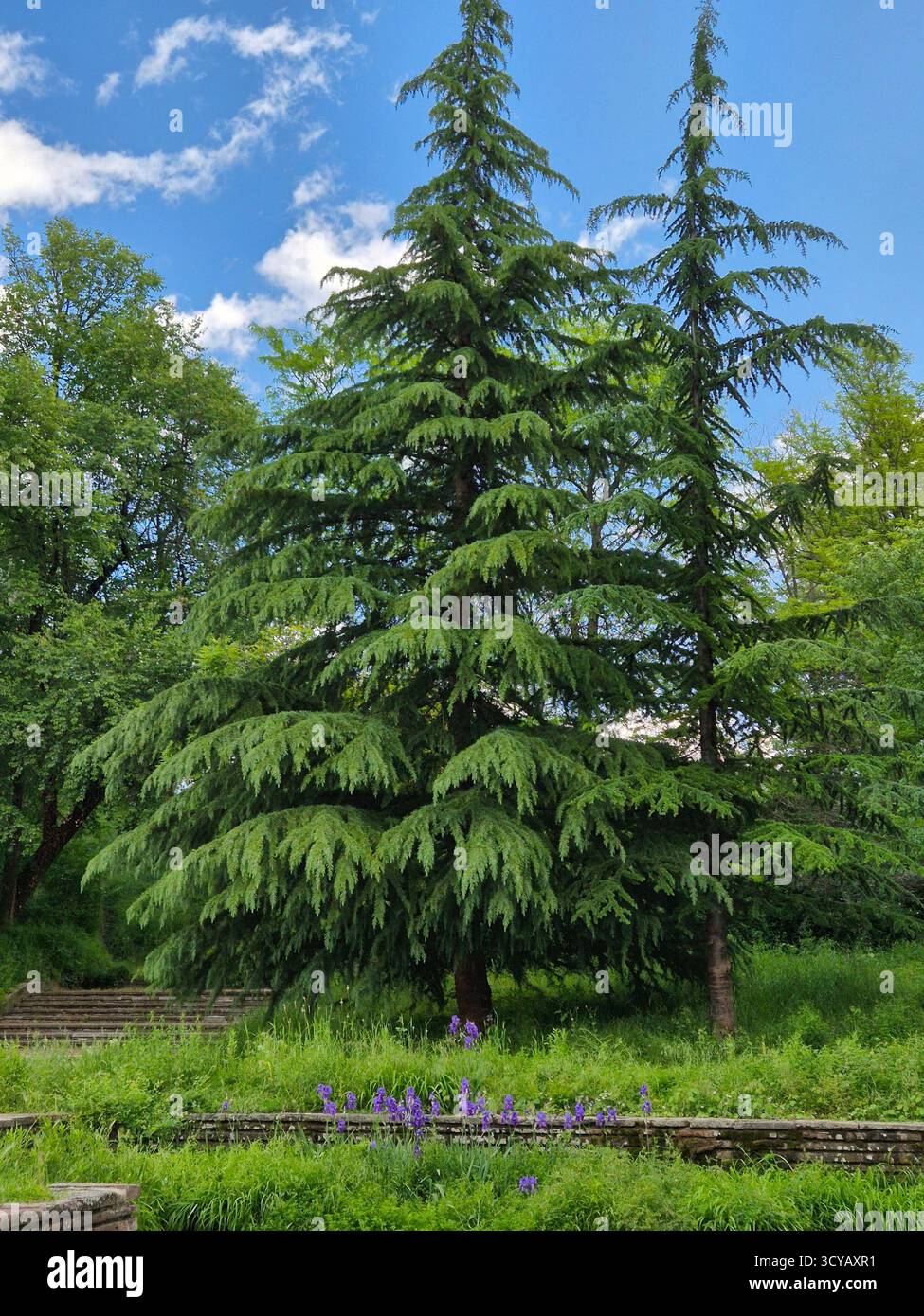 tall green Christmas trees. Christmas trees in the forest - Smartphone Captured Stock Image