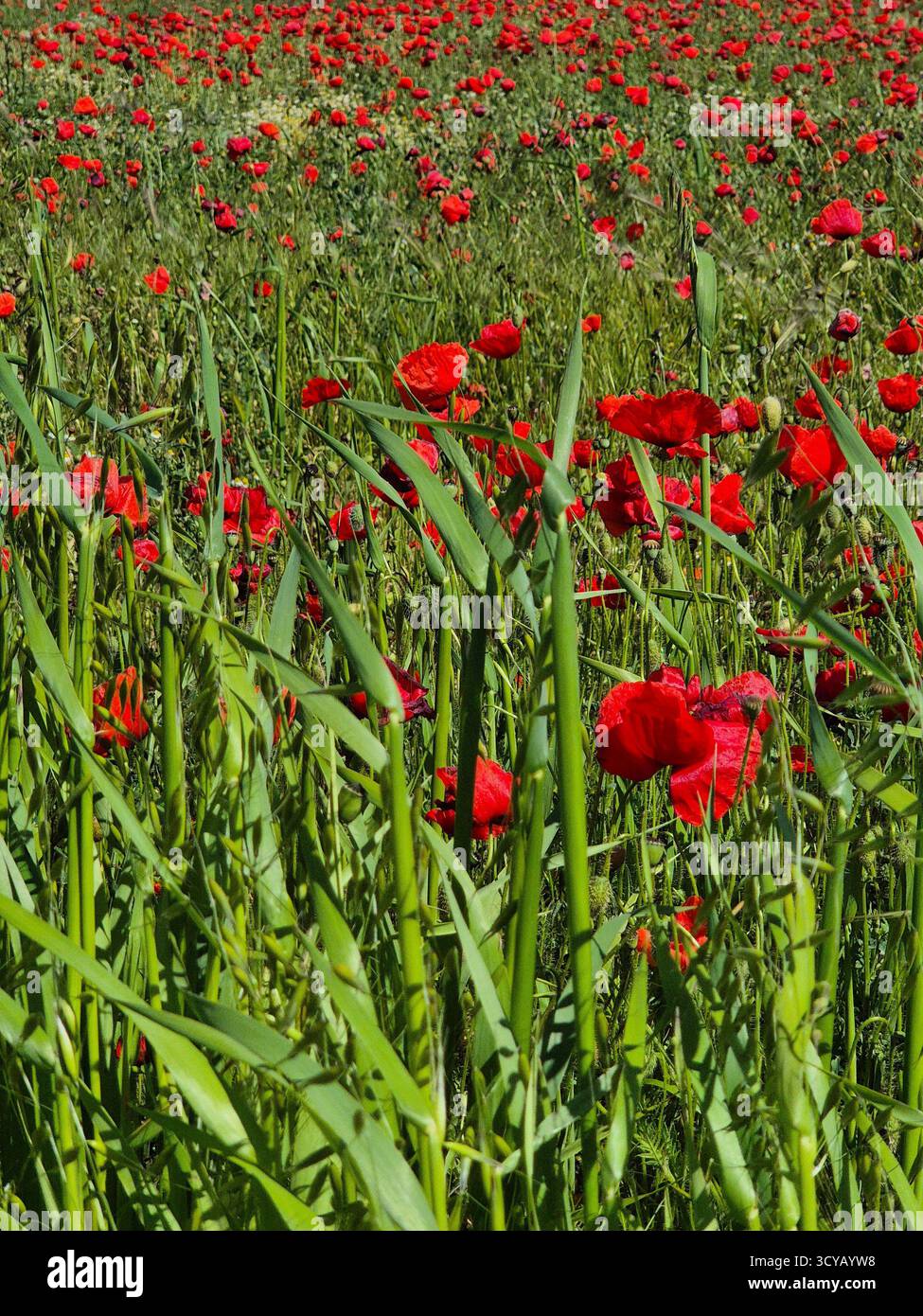 Poppies growing in rural smartphone stock photos and images - Alamy