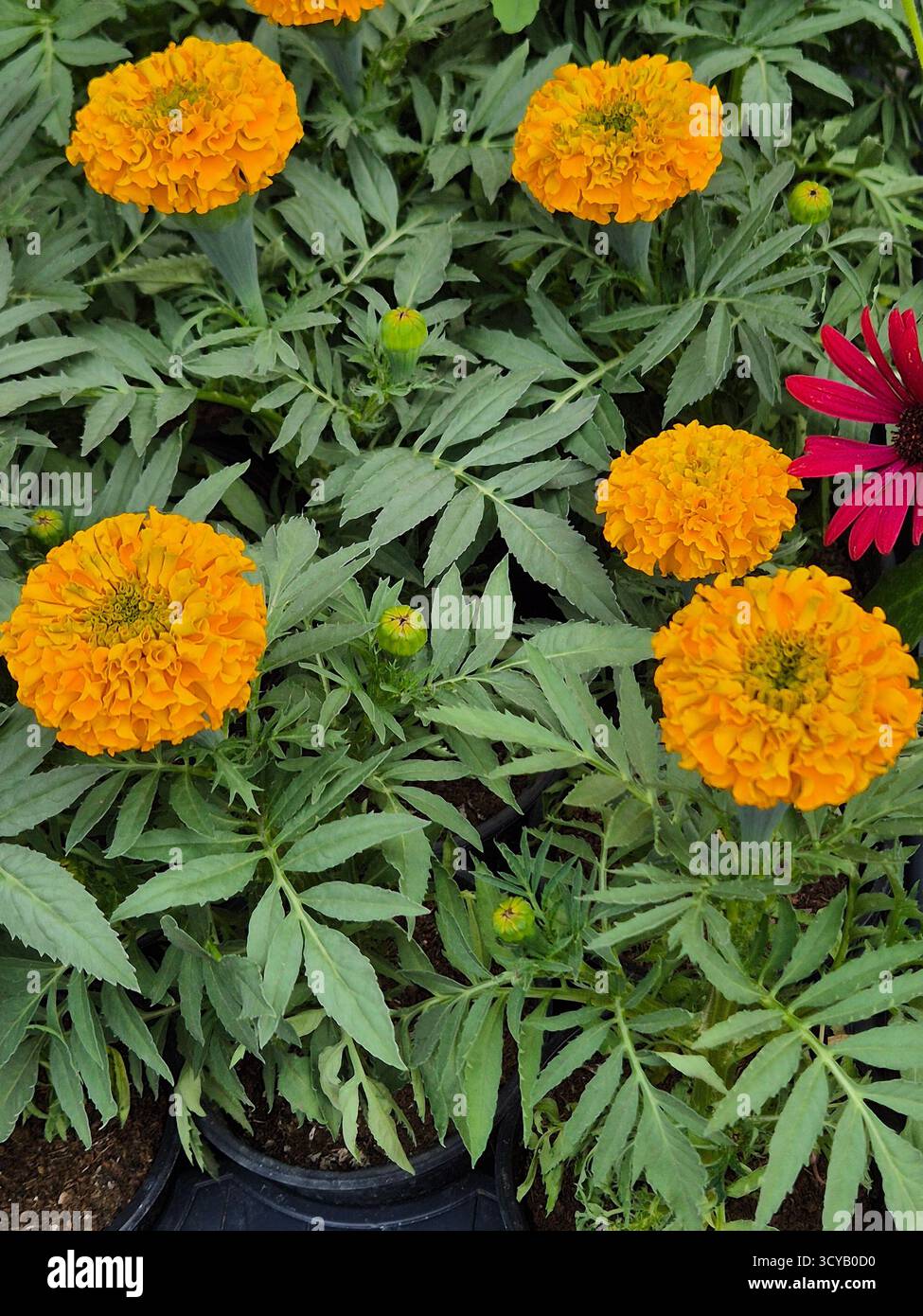 close up of yellow and orange marigold flowers - Smartphone Captured Stock Image