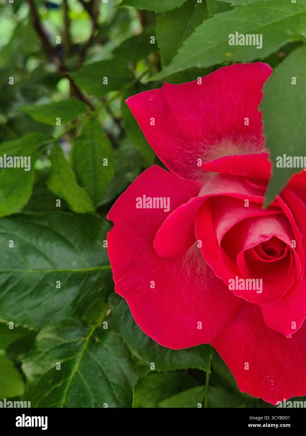 A bright pink rose in all its glory, a close-up showing every delicate petal - Smartphone Captured Stock Image