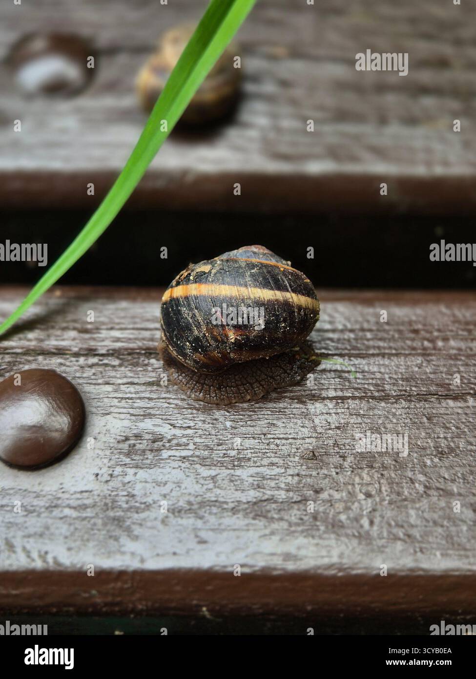 snail on a wooden table - Smartphone Captured Stock Image