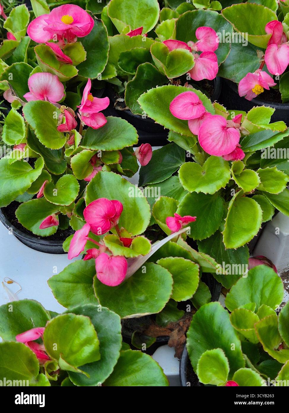 bright pink begonia flowers among green leaves - Smartphone Captured Stock Image