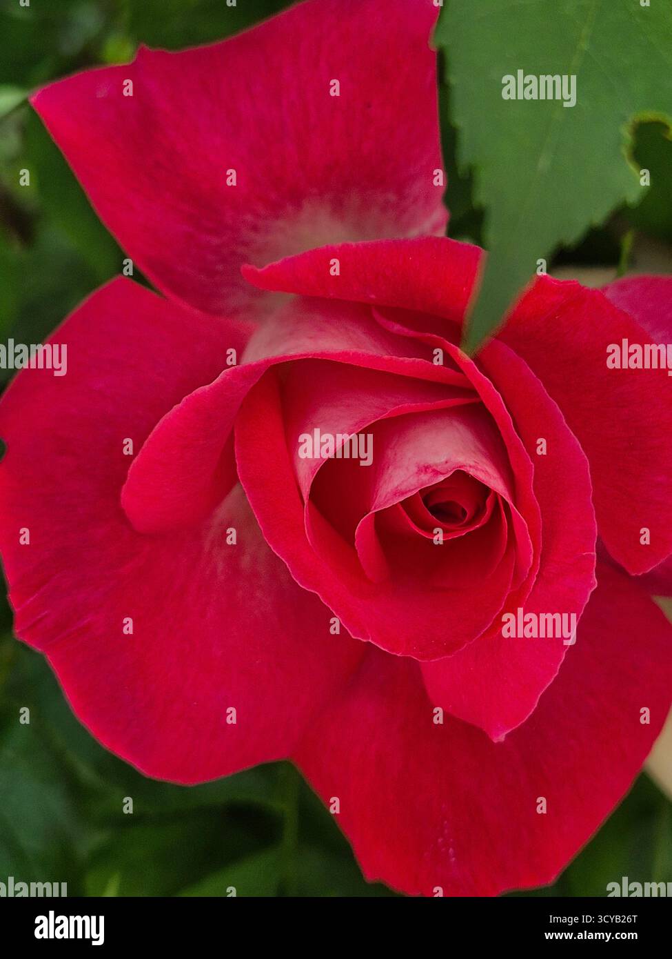 A bright pink rose in all its glory, a close-up showing every delicate petal - Smartphone Captured Stock Image