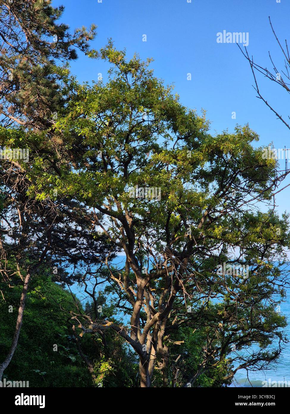 large coniferous tree against the sea background - Smartphone Captured Stock Image