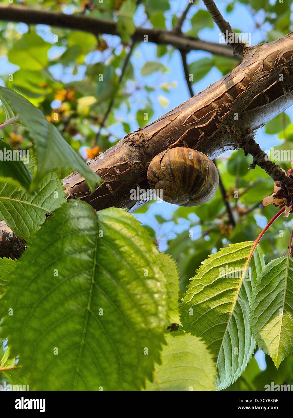 Close up shot of a young snail on a tree trunk. - Smartphone Captured Stock Image